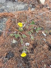 Potentilla uniflora