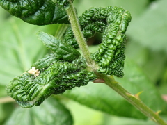 Phylloplecta tripunctata