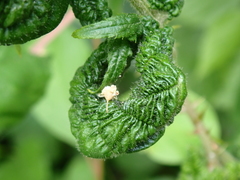 Phylloplecta tripunctata