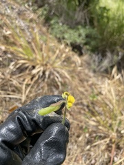Crotalaria stipularia