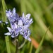Spring Squill - Photo (c) JoseLuis Fernández, some rights reserved (CC BY-NC-ND)