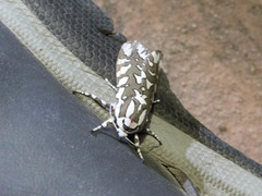 Arachnis dilecta