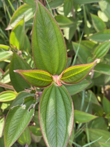 Pleroma urvilleanum