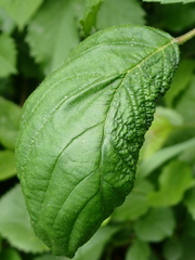 Phylloplecta tripunctata