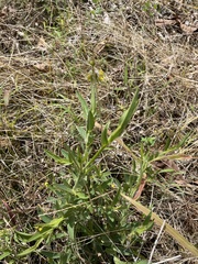 Crotalaria stipularia