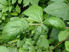 Phylloplecta tripunctata