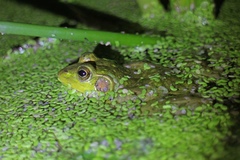 Pelophylax plancyi