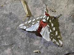 Arachnis dilecta
