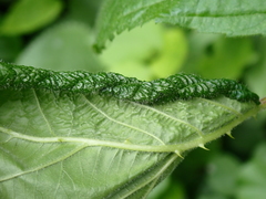 Phylloplecta tripunctata