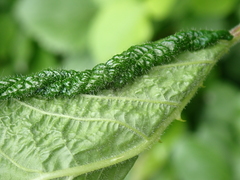 Phylloplecta tripunctata