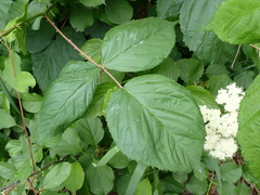 Phylloplecta tripunctata