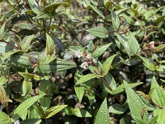 Miconia crotonifolia