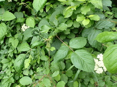 Phylloplecta tripunctata