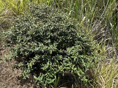 Miconia crotonifolia