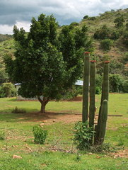 Stenocereus treleasei