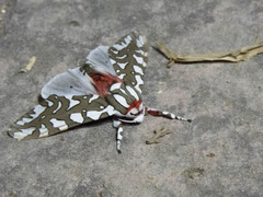 Arachnis dilecta