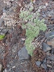 Artemisia lagopus