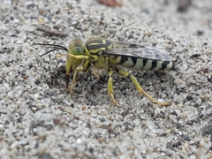 Stictia