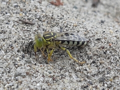 Stictia