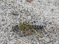 Stictia