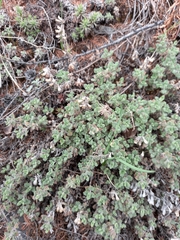 Dracocephalum palmatum