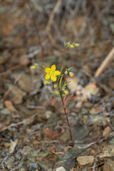 Hesperolinon bicarpellatum