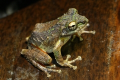 Kurixalus verrucosus