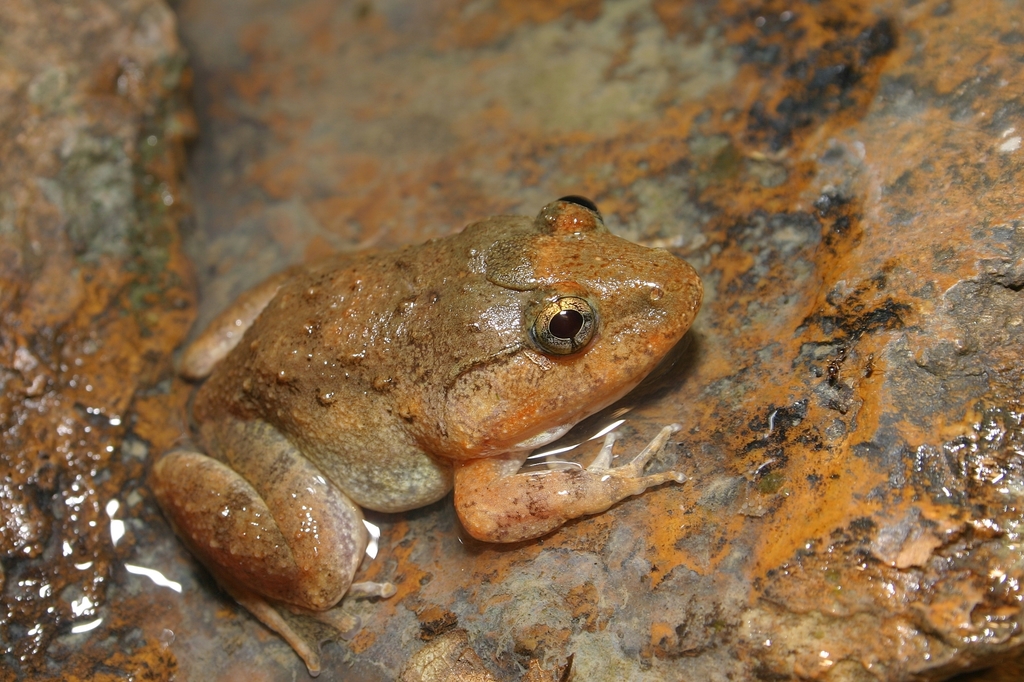 Gyldenstolpe's Frog