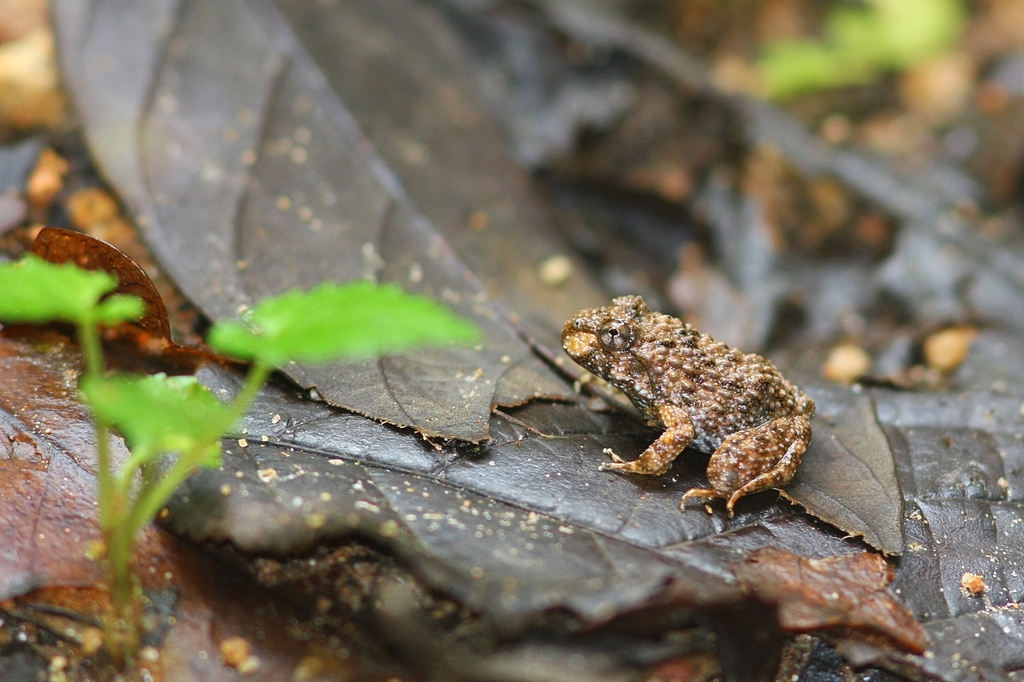 Yunnan Mountain Frog