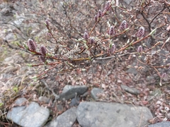 Salix saxatilis