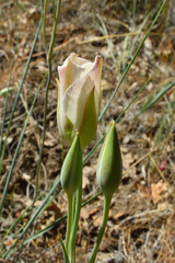 Calochortus nuttallii
