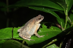 Ingerophrynus parvus