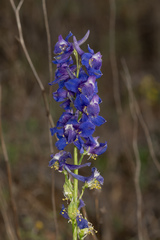 Delphinium uliginosum