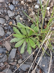 Taraxacum macroceras