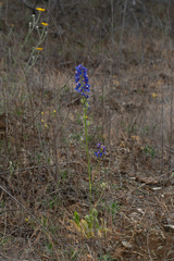 Delphinium uliginosum