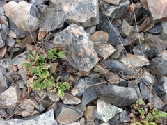 Micranthes punctata