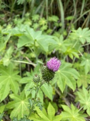 Cirsium mexicanum