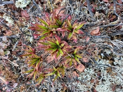 Dactylorhiza viridis