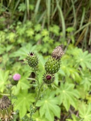Cirsium mexicanum