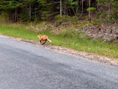 Vulpes vulpes rubricosa