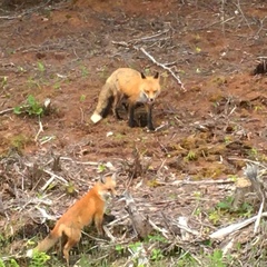 Vulpes vulpes rubricosa