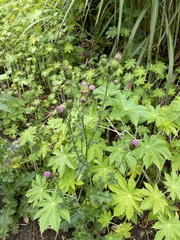 Cirsium mexicanum