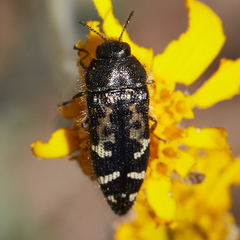 Acmaeodera hepburnii