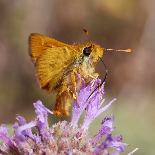 Rural Skipper photo 5