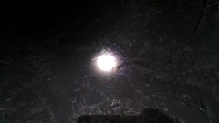 Chordeiles acutipennis