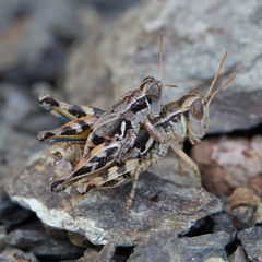 Aeoloplides fuscipes