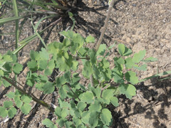 Thalictrum hernandezii