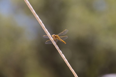 Crocothemis
