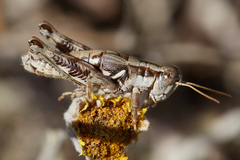 Aeoloplides fuscipes