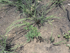 Thalictrum hernandezii